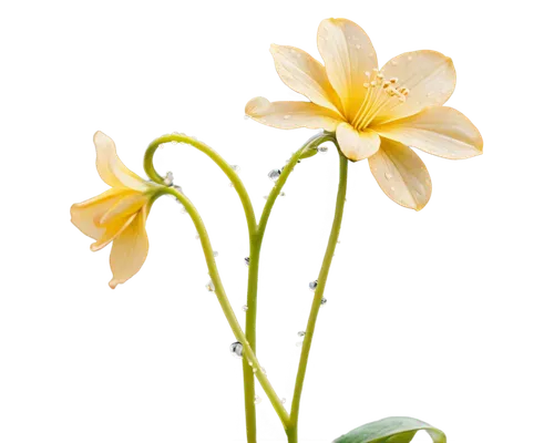 flowers png,lilium candidum,guernsey lily,sego lily,lotus png,ornithogalum,lilium formosanum,ikebana,easter lilies,lily flower,minimalist flowers,lilium davidii,lillies,lotus ffflower,lotus corniculatus,lily water,ornithogalum umbellatum,yellow canada lily,natal lily,grape-grass lily,Illustration,Retro,Retro 08