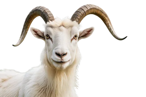 anglo-nubian goat,goatflower,goatsucker,goat pépito,domestic goats,goat horns,boer goat,addax,bakra,merino,bakri,ibexes,llambi,mountain sheep,cabras,capricorn,ovis gmelini aries,north american wild sheep,arbeloa,sallah,Art,Artistic Painting,Artistic Painting 01