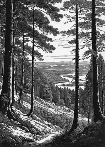 robert duncanson,spruce-fir forest,pine forest,spruce forest,forest landscape,larch forests,coniferous forest,temperate coniferous forest,fir forest,northwest forest,larch wood,pine trees,edward lear,spruce trees,glendalough,forest of dean,engraving,old-growth forest,wicklow,landscape,Illustration,Black and White,Black and White 16