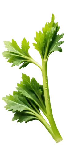 rapini,celery stalk,chinese celery,shrub celery,pak-choi,celery plant,celery,broccoflower,wild celery,real celery,parsley leaves,parsley,romaine,endive,brassica,celery tuber,celtuce,brocoli broccolli,leaf lettuce,lacinato kale,Photography,Documentary Photography,Documentary Photography 20