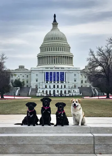 federal staff,uscapitol,dog photography,service dogs,rescue dogs,dog school,scotty dogs,french bulldogs,congress,corgis,three dogs,doggies,huskies,dog-photography,secret service,teddy roosevelt terrier,capitol buildings,us capitol,advocacy,dogs,Illustration,Paper based,Paper Based 15