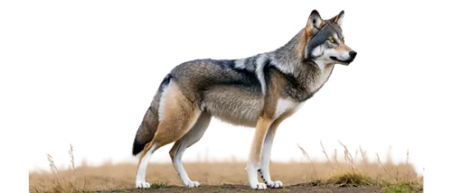 Wild wolf, standing pose, majestic facial expression, sharp teeth, gray fur with white patches, piercing yellow eyes, fluffy tail, strong legs, paws on ground, natural habitat, morning mist, soft warm