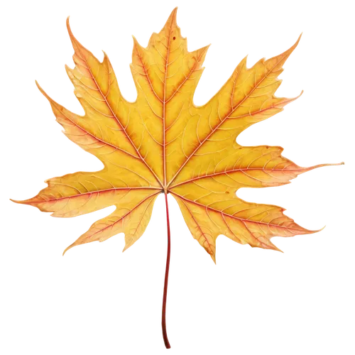 yellow maple leaf,red maple leaf,leaf background,autumn leaf,yellow leaf,maple leave,fall leaf,golden leaf,maple foliage,maple leaf red,autumn background,maple leaves,leaf maple,autumn leaf paper,autumn icon,red leaf,spring leaf background,autumn leaves,colored leaves,fallen leaf,Conceptual Art,Oil color,Oil Color 22