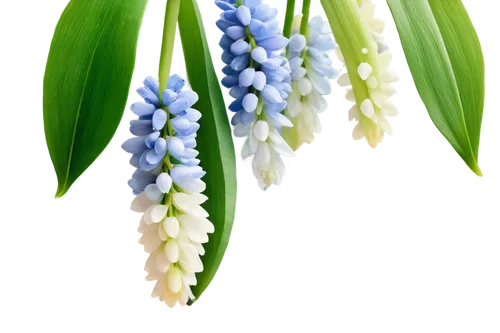 white grape hyacinths,muscari armeniacum,flowers png,hyacinths,muscari,blue grape hyacinth,india hyacinth,grape hyacinths,graph hyacinth,hyacinth,lilly of the valley,lily of the valley,siberian squill,grape hyacinth,common grape hyacinth,fragrant flowers,striped squill,lily of the field,doves lily of the valley,grape-hyacinth,Illustration,Abstract Fantasy,Abstract Fantasy 18