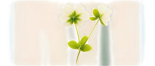 Four-leaf clover, rare, green leaves, white flowers, delicate stem, soft focus, shallow depth of field, warm sunlight, gentle breeze, 3/4 composition, close-up shot, natural texture, vibrant color ton