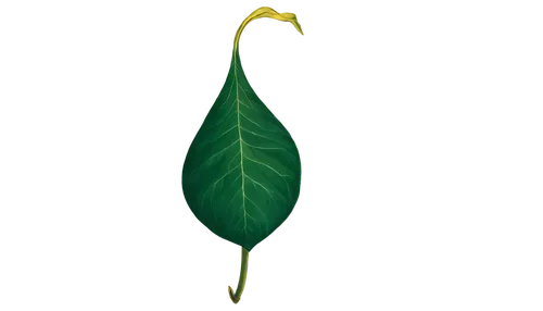 magnolia leaf,fig leaf,mape leaf,lotus leaf,tree leaf,tropical leaf,skeleton leaf,bay-leaf,jungle leaf,trumpet leaf,coconut leaf,suspended leaf,banana leaf,rose leaf,grape leaf,leaf,walnut leaf,ginkgo leaf,mammoth leaf,acorn leaf,Art,Artistic Painting,Artistic Painting 21