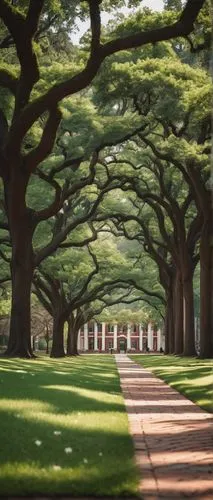 tree lined avenue,tree-lined avenue,tree lined,tree lined path,tree lined lane,tree grove,tree canopy,row of trees,grove of trees,cherry blossom tree-lined avenue,royal botanic garden,canopied,stanford university,brookgreen gardens,walk in a park,bellingrath gardens,metasequoia,ordinary boxwood beech trees,reynolda,plantations,Photography,Artistic Photography,Artistic Photography 12