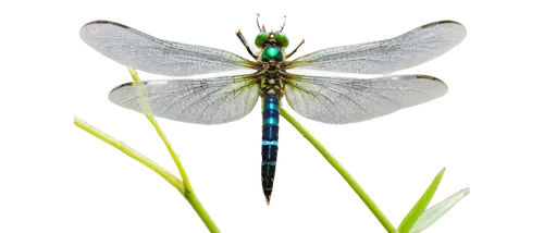 spring dragonfly,gonepteryx cleopatra,mountain bluets,dragonflies and damseflies,dragonfly,gonepteryx rhamni,melanargia,coenagrion,green-tailed emerald,banded demoiselle,dragon-fly,aix galericulata,blue-winged wasteland insect,damselfly,cingulata,chloris chloris,chrysops,arenaria interpres,elapidae,dragonflies,Art,Classical Oil Painting,Classical Oil Painting 29