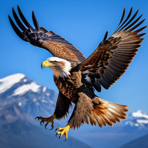 mongolian eagle,eagle,american bald eagle,of prey eagle,steppe eagle,bald eagle,african eagle,mountain hawk eagle,golden eagle,eagles,eagle eastern,african fishing eagle,sea eagle,bald eagles,flying hawk,eagle vector,eagle drawing,imperial eagle,eagle illustration,bird of prey,Art,Classical Oil Painting,Classical Oil Painting 33