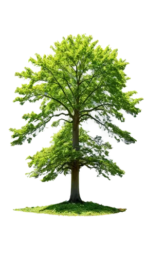 siberian elm,arbor day,columbian spruce,american larch,patrol,flourishing tree,californian white oak,tree species,oregon white oak,cedar,spruce tree,fir green,green tree,a young tree,fir branch,a tree,bigtree,elm tree,elm,smaller tree,Photography,General,Realistic