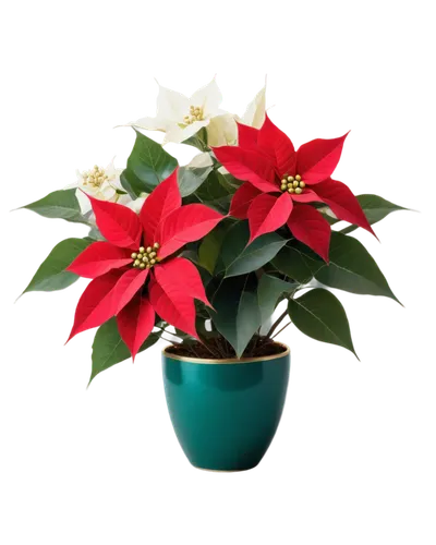 Christmas poinsettia, red bracts, large green leaves, delicate white flowers, festive decorations, ornate vase, golden ornaments, soft focus, warm lighting, shallow depth of field, 3/4 composition, vi