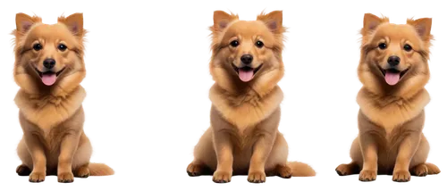 finnish spitz,norwich terrier,german spitz mittel,dog breed,german spitz,eurasier,three dogs,irish terrier,corgis,chow-chow,korean jindo dog,dog illustration,australian terrier,nova scotia duck tolling retriever,german shepards,dog frame,dog pure-breed,carolina dog,color dogs,canines,Conceptual Art,Daily,Daily 30