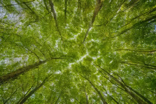 tree canopy,metasequoia,canopy,chlorosis,beech forest,intensely green hornbeam wallpaper