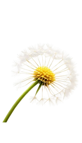 Transparent dandelion, delicate petals, yellow center, fluffy seeds, stem swaying gently, morning dew, soft sunlight, close-up shot, shallow depth of field, warm color tone, cinematic lighting, gentle