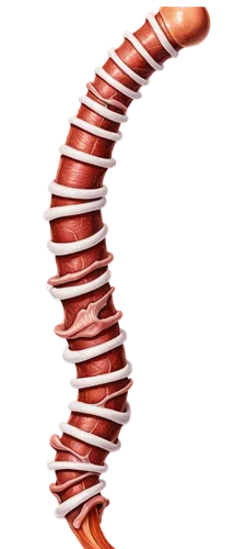 Esophagus diagram, anatomy illustration, detailed organs, trachea, epiglottis, cricoid cartilage, thyroid gland, sternothyreoideus muscle, esophageal mucosa, submucosal layer, muscularis externa, adve