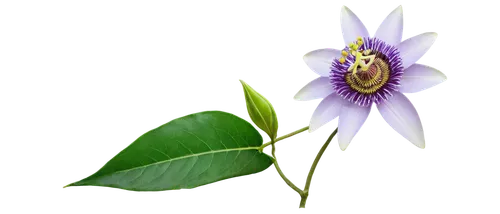 passion flower with bud,crown chakra flower,passionflower,passion flower,white passion flower,passiflora,purple passion flower,passion fruit flower,common passion flower,lotus png,blue passion flower,elven flower,passion flower bloom,starflower,flowers png,passion flower vine with bud,magic star flower,lotus leaf,big passion fruit flower,purple flower,Illustration,Vector,Vector 11