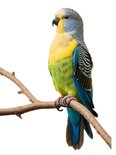 Small bird, budgie, green feathers, yellow belly, blue tail, perched, looking up, detailed eyes, tiny beak, wings spread, morning sunlight, soft focus, shallow depth of field, warm color tone, cinemat