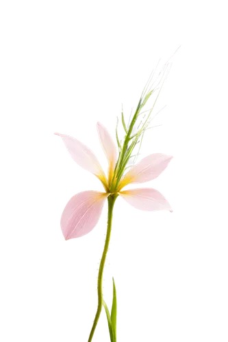 flowers png,minimalist flowers,centaurium,grass lily,lily flower,gaura,grape-grass lily,autumnalis,single flower,tuberose,guernsey lily,flower background,rain lily,sego lily,floral digital background,lotus png,flower illustration,flower illustrative,stamen,ikebana,Illustration,Abstract Fantasy,Abstract Fantasy 05