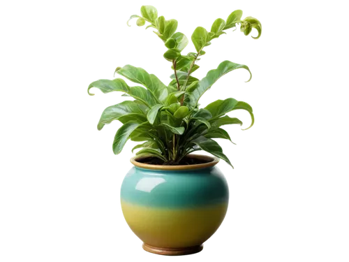 potted plant,green plant,hostplant,fern plant,pot plant,small plant,container plant,potted tree,dark green plant,houseplant,lantern plant,money plant,garden pot,androsace rattling pot,plant pot,ornamental plant,indoor plant,green plants,potted palm,yellow ball plant,Photography,Artistic Photography,Artistic Photography 10