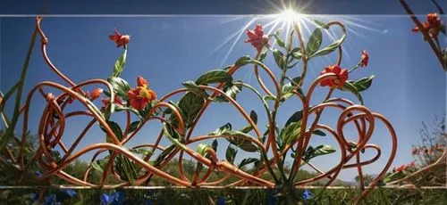 flowers png,frame flora,garden sculpture,tulip branches,sundew,flower frame,straw flower,upright flower stalks,flower clock,sky ladder plant,desert flower,firecracker flower,flowers frame,flower frame