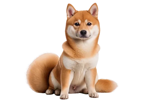 shiba inu,inu,shiba,ein,shibe,shib,jindo,sheeb,kishu,shibu,garrison,shibboleths,shikotan,akita,the pembroke welsh corgi,dingo,basenji,shibergan,dhole,pembroke welsh corgi,Illustration,Paper based,Paper Based 29