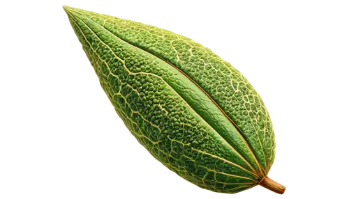 seed pod, various shapes, green brown yellow colors, intricate textures, delicate patterns, soft natural light, close-up shot, shallow depth of field, warm color tone, cinematic composition, HD detail