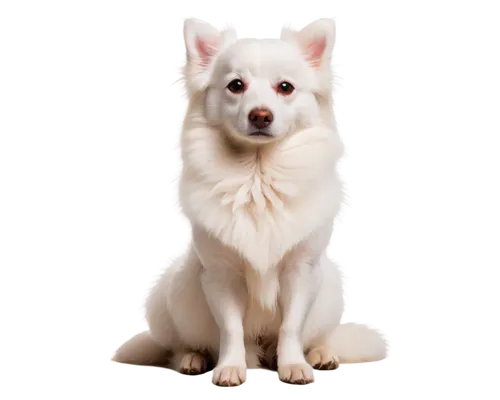 white dog,samoyedic,jindo,atka,samoyed,inu,dog photography,pet portrait,pyr,dog angel,kishu,canidae,blonde dog,indian dog,dog pure-breed,suri,dogana,transparent background,portrait background,long hair chihuahua,Illustration,Realistic Fantasy,Realistic Fantasy 08