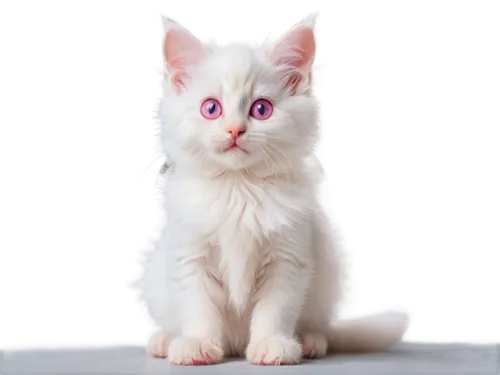 white cat,pink cat,kittenish,cat with blue eyes,heterochromia,cat's eyes,blue eyes cat,mew,cute cat,doll cat,fire red eyes,violet eyes,mayeux,ophthalmia,cat look,lumo,chromaffin,cat kawaii,coloboma,kittu,Illustration,Realistic Fantasy,Realistic Fantasy 02