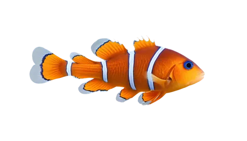 discus fish,clownfish,ornamental fish,amphiprion,anemonefish,garibaldi (fish),coral reef fish,nemo,blue stripe fish,triggerfish-clown,foxface fish,trigger fish,discus cichlid,anemone fish,clown fish,marine fish,butterfly fish,lemon butterflyfish,napoleon fish,butterflyfish,Photography,Black and white photography,Black and White Photography 15