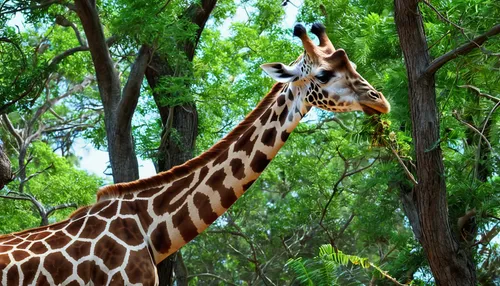 giraffidae,san diego zoo,giraffe,giraffes,herman park zoo,two giraffes,wildlife park,animal kingdom,belize zoo,botswana bwp,herman national park,zoo brno,botswana,tsavo,animal zoo,zoo,serengeti,macropus rufogriseus,zoo schönbrunn,leucaena,Photography,General,Realistic