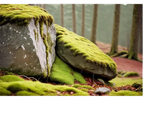 forest moss,tree moss,moss,fallen tree stump,tree stump,moss saxifrage,clubmoss,block of grass,mushroom landscape,forest mushroom,megaliths,forest floor,liverwort,druid stone,fallen trees on the,mountain stone edge,frog background,temperate coniferous forest,forest background,aaa,Conceptual Art,Oil color,Oil Color 14