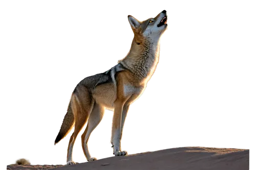 desert fox,coyote,south american gray fox,canid,vulpes vulpes,dhole,vulpine,vulpes,howling wolf,aleu,dingoes,lobos,wildearth,sand fox,pyote,european wolf,basenji,dingo,latrans,coyotes,Art,Classical Oil Painting,Classical Oil Painting 42