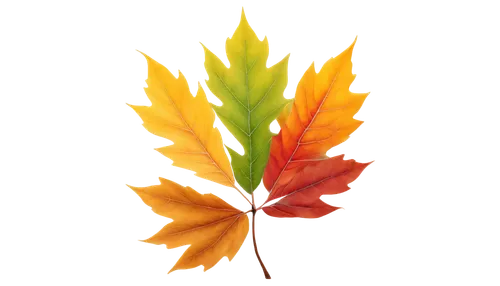 leaf background,autumn background,autumn leaf,colored leaves,autumn leaf paper,colorful leaves,fall leaf,autumn icon,spring leaf background,autumn leaves,autumn frame,autumn decoration,leaf color,autumn tree,autumn theme,sunburst background,autumn flower,autumnal leaves,watercolor leaves,fall leaves,Art,Classical Oil Painting,Classical Oil Painting 10