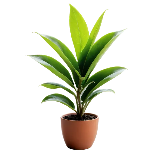 dracena,dracaena,potted palm,green plant,potted plant,hostplant,houseplant,zamia,dark green plant,aspidistra,money plant,plant,indoor plant,small plant,resprout,container plant,rank plant,calathea,pot plant,potted tree,Art,Artistic Painting,Artistic Painting 01