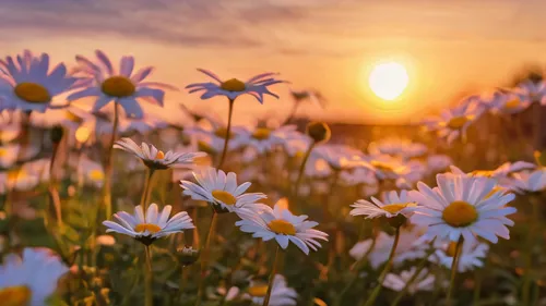 flower in sunset,australian daisies,daisies,flower field,field of flowers,meadow flowers,daisy flowers,flowers field,sun daisies,cosmos flowers,blooming field,flower background,flowering meadow,white daisies,african daisies,wildflowers,flower meadow,meadow daisy,blanket of flowers,field flowers,Photography,General,Commercial