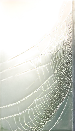 spider silk,morning dew in the cobweb,tangle-web spider,cobweb,spider's web,spiderweb,spider web,cobwebs,spider net,argiope,web,webbing,webs,harvestmen,harvestman,widow spider,orb-weaver spider,spider network,net-winged insects,web element,Art,Classical Oil Painting,Classical Oil Painting 12