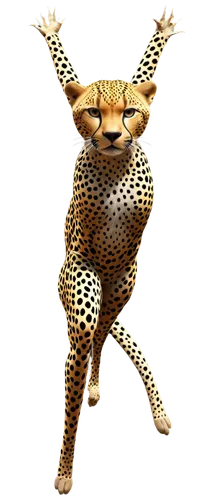 cheetor,cheeta,cheetah,gepard,leopard,leopardus,leopard head,bolliger,felidae,acinonyx,leos,jaguar,tiger png,leopardskin,cheetahs,tigor,leopards,katoto,cheetah cub,haefliger,Photography,Artistic Photography,Artistic Photography 11