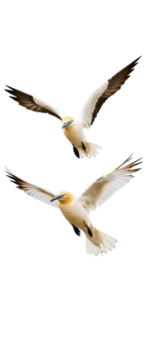 crested terns,birds in flight,bustards,great white pelicans,flying sea gulls,birds flying,egrets,gulls,cygnes,herring gulls,birds abstract,geese flying,bird flight,white storks,terns,northern gannets,flying birds,tropicbirds,migratory birds,migrating,Conceptual Art,Fantasy,Fantasy 29