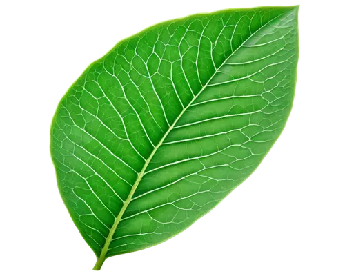 leaf background,tropical leaf,spring leaf background,green wallpaper,green leaf,leaf green,jungle leaf,mape leaf,tree leaf,coconut leaf,magnolia leaf,fern leaf,tropical leaf pattern,green background,leaf structure,aaaa,fan leaf,leaf,bigleaf,eco,Conceptual Art,Daily,Daily 27