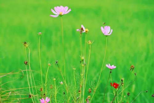 meadow plant,meadow flowers,field flowers,cosmos flower,blooming grass,flowers field