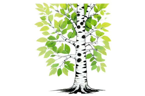 birch tree illustration,birch tree background,celtic tree,tree white,flourishing tree,green tree phyton,scrobipalpa,green tree,prosopis,birch tree,dendrite,arboreal,zanthoxylum,lendingtree,ornamental tree,sapling,tree species,erythroxylum,polypodium,madagascariensis,Illustration,Realistic Fantasy,Realistic Fantasy 23