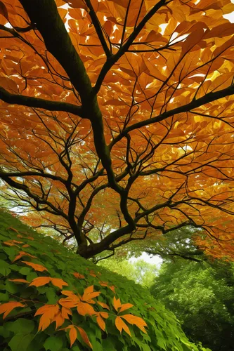 Overhanging Leaves by Sarah Walters,maple tree,beech trees,european beech,autumn in japan,maple bush,beech leaves,japanese maple,autumn tree,acer japonicum,the japanese tree,beech hedge,maple foliage,