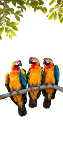 colorful birds,birds on a branch,birds on branch,tropical birds,golden parakeets,sunbirds,tanagers,passerine parrots,rare parrots,mandarin ducks,group of birds,rainbow lorikeets,kingfishers,perched birds,parrot couple,lorikeets,parrots,flamencos,yellow-green parrots,sun conures,Illustration,Retro,Retro 18