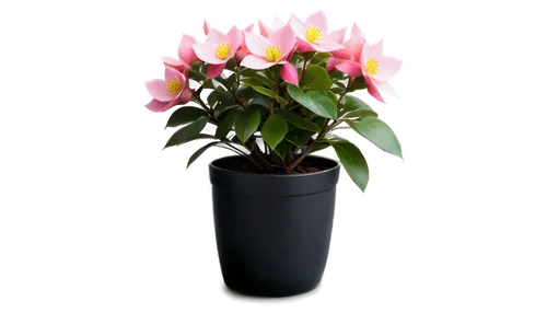 schlumbergera,cyclamen,lantern plant,potted plant,gloxinia,elven flower,pink tulip,potted flowers,kalanchoe,artificial flower,flowers png,hostplant,flower illustration,epilobium,tulip background,snapdragon,container plant,small plant,tulipa,flower vase,Photography,Documentary Photography,Documentary Photography 09