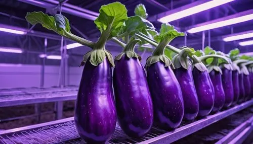 eggplants,aubergines,eggplant,aubergine,aeroponics,brinjals,aquaponics,sliced eggplant,hydroponics,egg plant,beefsteaks,nufarm,brinjal,hydroponic,cucumbers,purpurascens,cucurbitaceae,stock farming,phytochrome,agrokomerc,Photography,General,Realistic