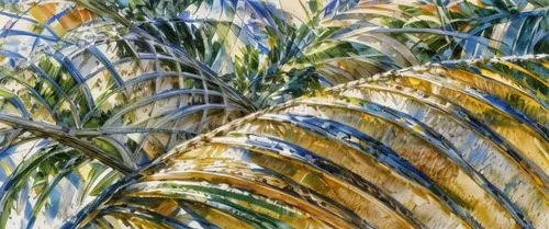 palm branches,palm field,palm pasture,palm fronds,palm leaves,yucca palm,palm garden,palm forest,ornamental grass,cycad,wine palm,palm,grass fronds,palm lilies,grasses in the wind,yucca,sabal palmetto,date palms,desert palm,palm leaf