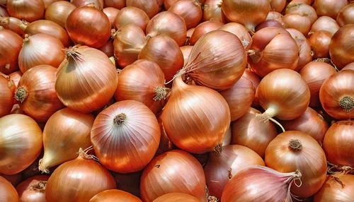 shallots,shallot,onion bulbs,red garlic,cultivated garlic,onion fields,Photography,General,Realistic