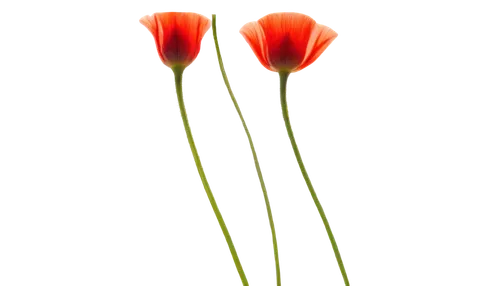 flowers png,two tulips,tulip background,turkestan tulip,tulipa,tulip flowers,minimalist flowers,tulips,orange tulips,flax-leaved tulip,tulipa tarda,tulip,tulip bouquet,klatschmohn,trollius download,wild tulips,red tulips,ranunculus red,tulip blossom,wild tulip,Photography,Documentary Photography,Documentary Photography 10