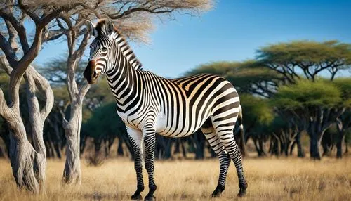 burchell's zebra,giraffidae,etosha,zebra crossing,diamond zebra,zebra,quagga,serengeti,botswana,zebra pattern,baby zebra,botswana bwp,zonkey,savanna,samburu,giraffe,namibia,zebra longwing,lamniformes,zebras,Illustration,Retro,Retro 24