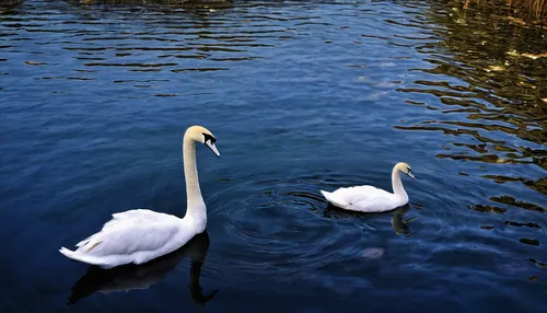 swan pair,trumpeter swans,swans,swan lake,cygnets,young swans,canadian swans,trumpeter swan,baby swans,swan on the lake,white swan,water birds,swan family,trumpet of the swan,synchronized swimming,tundra swan,great white pelicans,swan,water fowl,cygnet,Photography,Documentary Photography,Documentary Photography 29